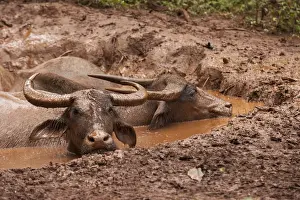 Bath Prints: South East Asia, Thailand, Asian water buffalo (Bubalus bubalis) wallowing in mud