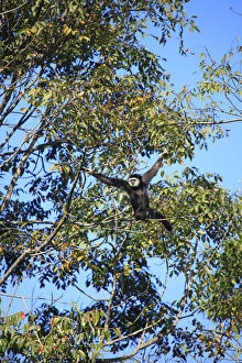 Images Dated 25th September 2013: South East Asia, Thailand, Nakhon Ratchasima province, lar gibbon (Hylobates lar)