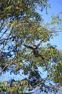 Branches Prints: South East Asia, Thailand, Nakhon Ratchasima province, lar gibbon (Hylobates lar)