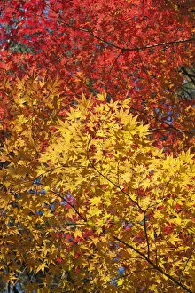 South Korea, Gyeongju, Gyeongju National Park, Autumn Leaves