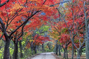 Images Dated 3rd November 2014: South Korea, Jeolla Do, Naejangsan National Park