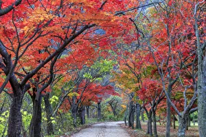 South Korea, Jeolla Do, Naejangsan National Park