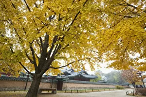 Images Dated 7th January 2011: South Korea, Seoul, Gyeongbokgung Palace, Autumn Leaves