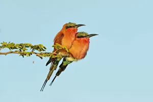 Images Dated 4th January 2021: Southern Carmine Bee-eater (Merops nubicoides) pair perched, Chobe National Park