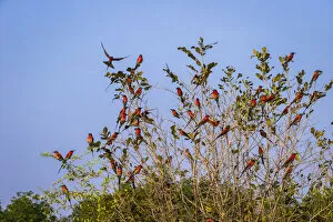 Southern carmine bee-eaters, South Luangwa National Park, Zambia