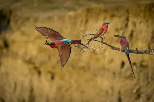 Images Dated 16th February 2022: Southern carmine bee-eaters, South Luangwa National Park, Zambia