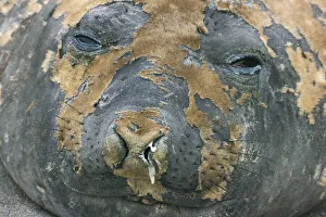 Antarctica Gallery: Southern elephant seal changing fur - South Georgia, Cooper Bay