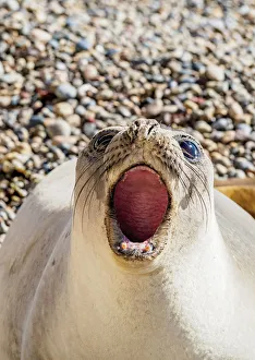 Chubut Province Prints: Southern Elephant Seal (Mirounga leonina), female, Punta Ninfas, Atlantic Coast, Chubut
