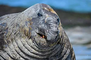 Bull Prints: Southern elephant seal (Mirounga leonina)
