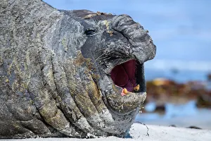 Bull Prints: Southern elephant seal (Mirounga leonina)