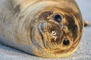 Carnivore Prints: Southern elephant seal (Mirounga leonina)