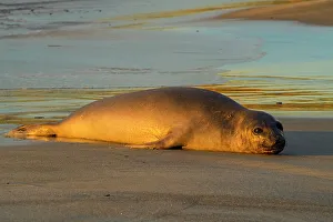 Hauled Out Prints: Southern elephant seal (Mirounga leonina)