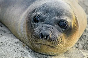 Hauled Out Prints: Southern elephant seal (Mirounga leonina)