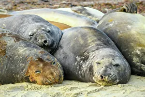 Hauled Out Prints: Southern elephant seal (Mirounga leonina)