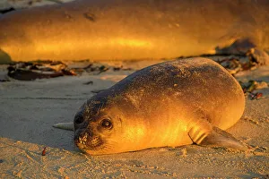 Hauled Out Prints: Southern elephant seal (Mirounga leonina)