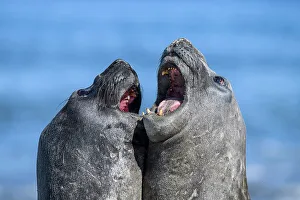 Breeding Colony Prints: Southern elephant seal (Mirounga leonina)