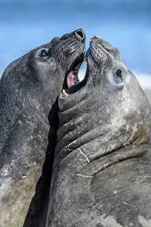 Breeding Colony Prints: Southern elephant seal (Mirounga leonina)
