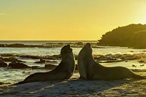 Breeding Colony Prints: Southern elephant seal (Mirounga leonina)