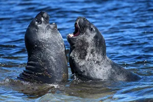 Breeding Colony Prints: Southern elephant seal (Mirounga leonina), Carcass Island, West Falkland, Falkland Islands