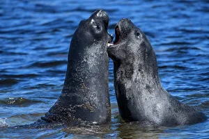 Breeding Colony Prints: Southern elephant seal (Mirounga leonina), Carcass Island, West Falkland, Falkland Islands