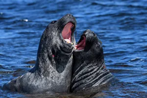 Breeding Colony Prints: Southern elephant seal (Mirounga leonina), Carcass Island, West Falkland, Falkland Islands