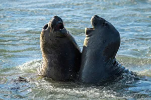 Breeding Colony Prints: Southern elephant seal (Mirounga leonina), East Falkland, West Falkland, Falkland Islands