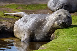 Sea Mammals Prints: Southern elephant seal (Mirounga leonina), Carcass Island, West Falkland, Falkland Islands
