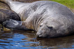 Sea Mammals Prints: Southern elephant seal (Mirounga leonina), Carcass Island, West Falkland, Falkland Islands