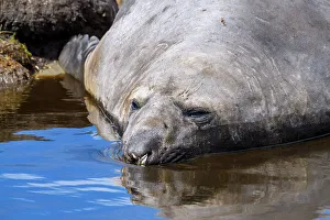 Sea Mammals Prints: Southern elephant seal (Mirounga leonina), Carcass Island, West Falkland, Falkland Islands