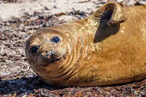 Sea Mammals Prints: Southern elephant seal (Mirounga leonina), Carcass Island, West Falkland, Falkland Islands