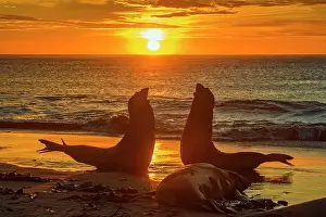 Sunrises Prints: Southern elephant seal (Mirounga leonina) Jousting pair at dawn