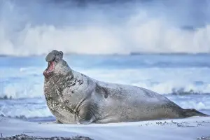 Southern elephant seal (Mirounga leonina) male roaring, Sea Lion Island, Falkland Islands