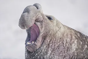 Southern elephant seal (Mirounga leonina) roaring, Sea Lion Island, Falkland Islands Southern elephant seal (Mirounga leonina) roaring, Sea Lion Island, Falkland Islands