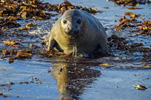 Hauled Out Prints: Southern elephant seal (Mirounga leonina) Young individual at the shore