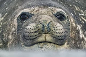 Antarctica Gallery: Southern elephant seal - South Georgia, Cooper Bay