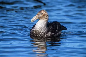 Salt Water Prints: Southern giant petrel (Macronectes giganteus)