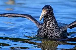Salt Water Prints: Southern giant petrel (Macronectes giganteus)