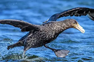 Southern giant petrel (Macronectes giganteus) taking off in windy conditions, Saunders Island, West Falkland, Falkland Islands