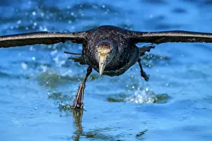 Taking Flight Prints: Southern giant petrel (Macronectes giganteus) taking off in windy conditions