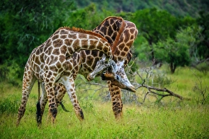 Close Ups Prints: Southern giraffe (Giraffa giraffa)