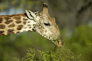 Bush Gallery: Southern giraffe (Giraffa giraffa) grazing, Savuti, Chobe National Park, Botswana, Africa