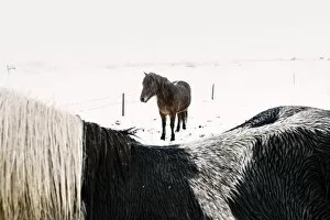 Horses Collection: Southern Iceland, Iceland, Northern Europe