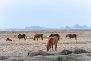 Graze Prints: Southern Iceland, Vik: wild horses grazing on the southeren coast