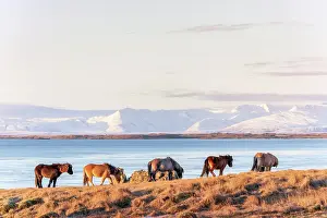 Graze Prints: Southern Iceland: wild horses grazing near the city of Hofn