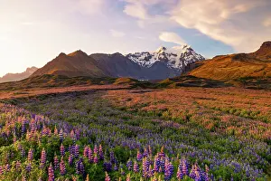 Sudurland Prints: Southern Icelandic coast. In foreground the lupinus field and in background Svinafellsjokull Glacier