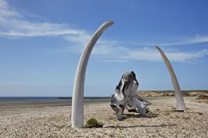 Skeleton Prints: Southern Right Whale bones at Playa Larralde beach