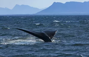 Southern right whale, Hermanus, Western Cape, South Africa