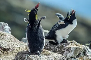 Breeding Colony Prints: Southern rockhopper penguin (Eudyptes chrysocome)