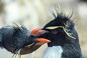 Breeding Colony Prints: Southern rockhopper penguin (Eudyptes chrysocome)