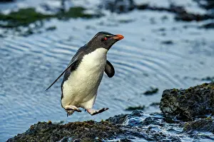 Jumping Prints: Southern rockhopper penguin (Eudyptes chrysocome chrysocome)
